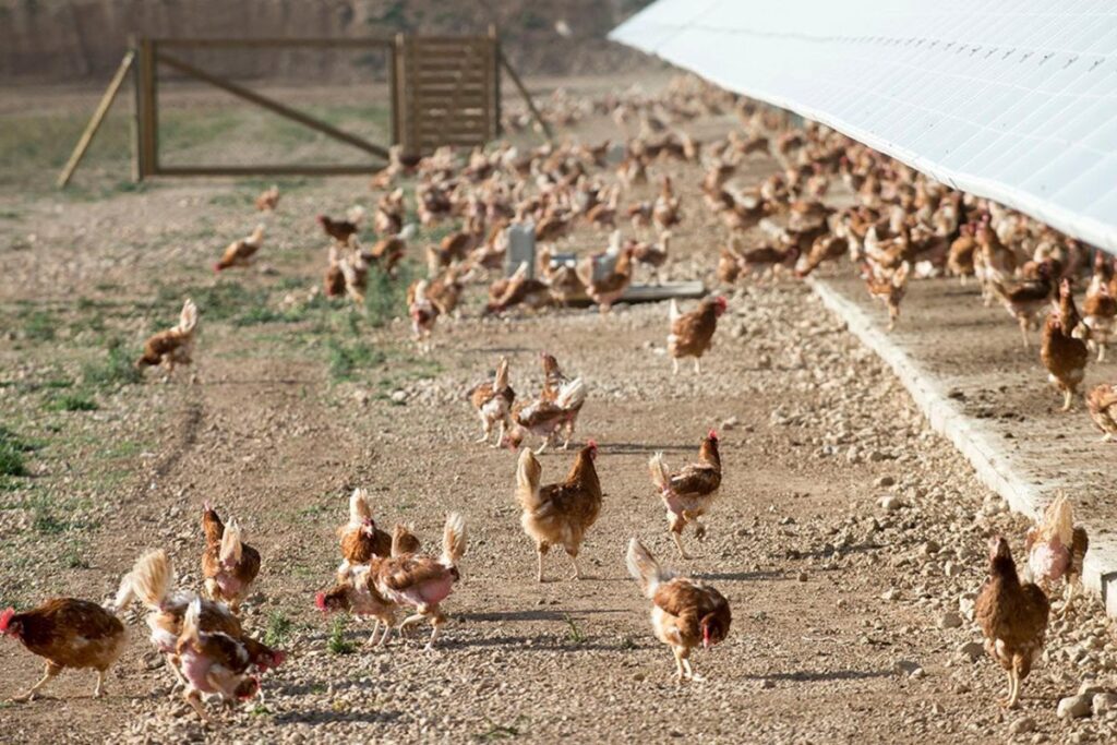 El Gobierno español insta a la calma frente al brote de gripe aviar