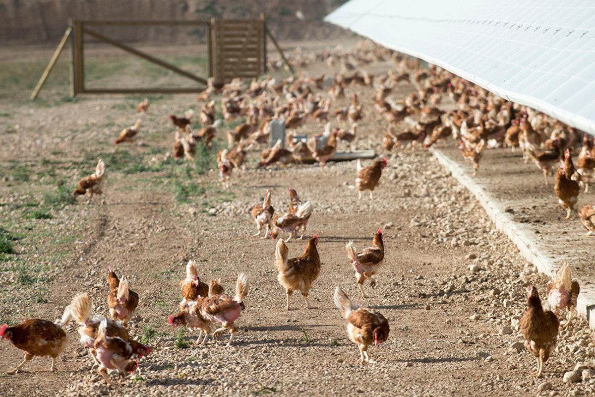 El Gobierno español insta a la calma frente al brote de gripe aviar